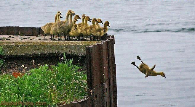 Duckling takes 1st step